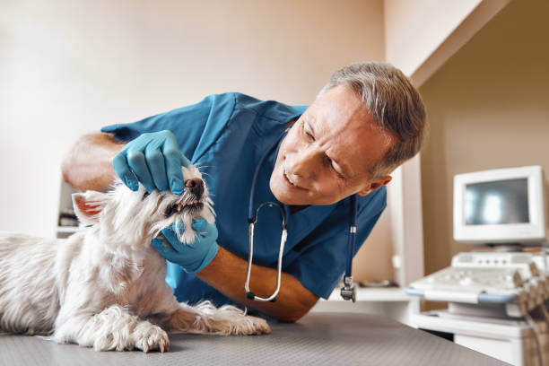 Best Emergency Dental Care for Broken or Chipped Teeth in Inkerman, PA